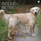 2024 Square Wall Calendar, Golden Retrievers, 16-Month Paw Prints Theme with 180 Reminder Stickers (12 x 12 In)